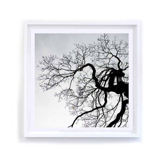 Winter Ridgewood Oak, Framed
