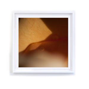 Abstract Peach Rose with Water Droplet, Framed