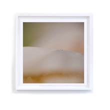 Load image into Gallery viewer, Abstract Pink Rose with Water Droplet, Framed