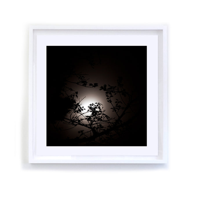 Branches and Moon, Framed