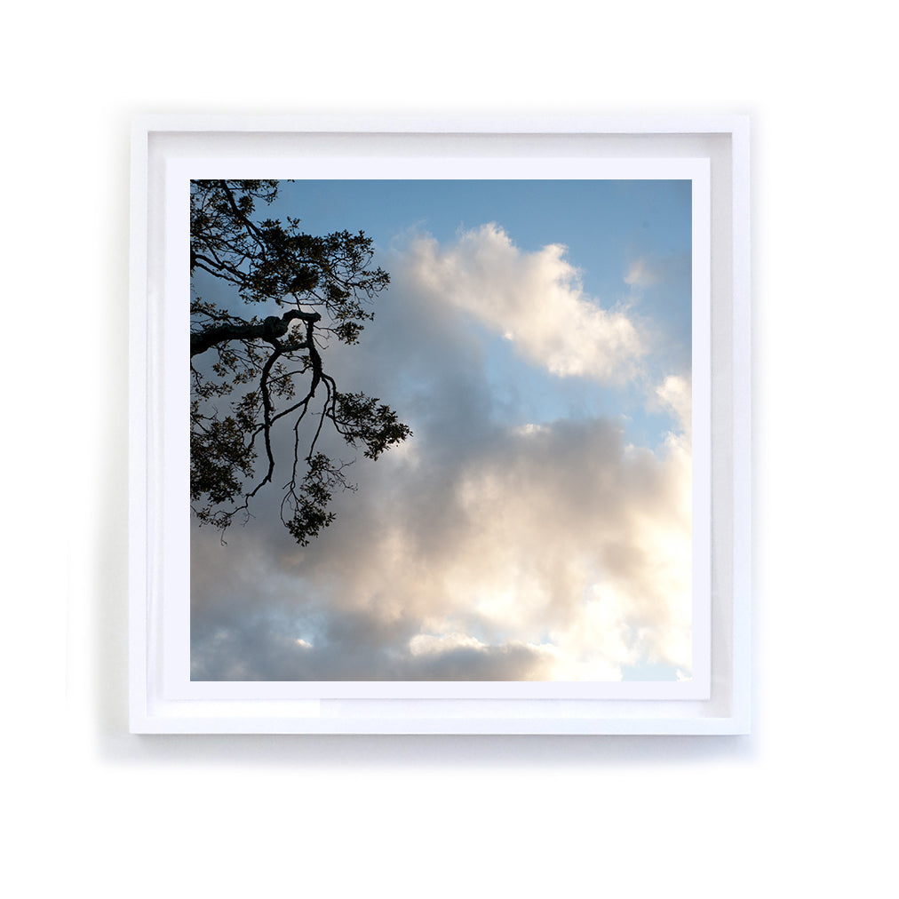 Branches in the Heavens, 5, Framed