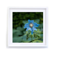 Load image into Gallery viewer, Himalayan Blue Poppy, Framed