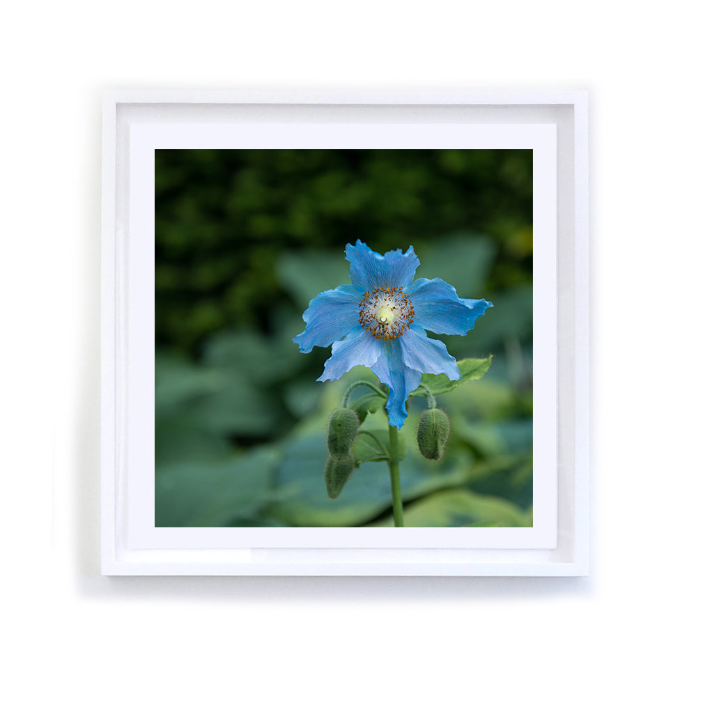 Himalayan Blue Poppy, Framed