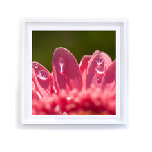 Load image into Gallery viewer, Hot Pink Nails (Gerbera Daisy), Framed