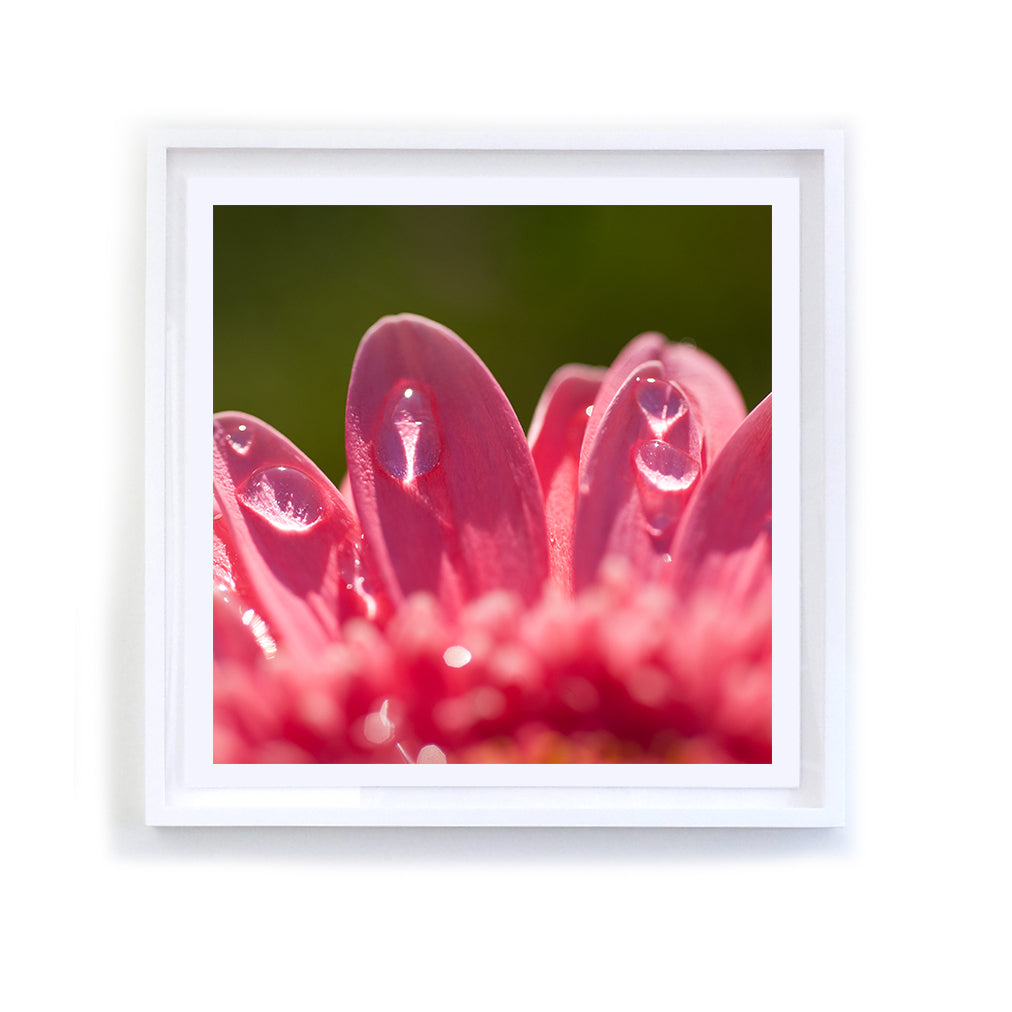 Hot Pink Nails (Gerbera Daisy), Framed