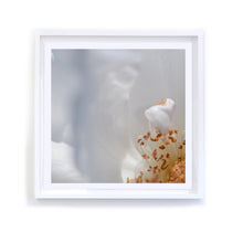 Load image into Gallery viewer, Iceberg Rose, Framed