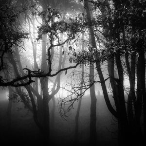Napa Forest Fog, Framed