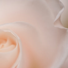 Load image into Gallery viewer, Soft Pink Rose, Framed