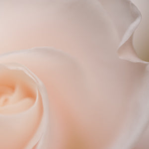Soft Pink Rose, Framed