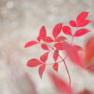 Red Leaves 2, Framed