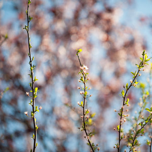 Vertical Spring Branches, Framed