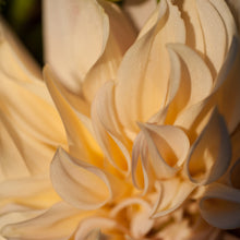 Load image into Gallery viewer, Golden Dahlia, Framed