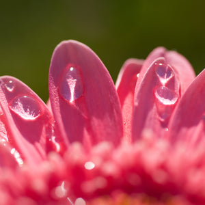 Hot Pink Nails (Gerbera Daisy)