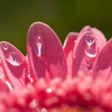 Load image into Gallery viewer, Hot Pink Nails (Gerbera Daisy), Framed