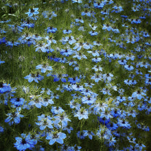 Load image into Gallery viewer, Field of Blue, Framed