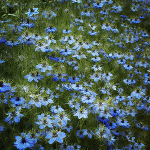 Field of Blue, Framed