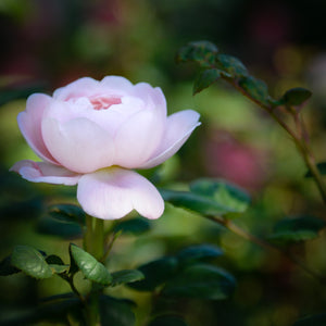 Standing Pink Rose, Framed