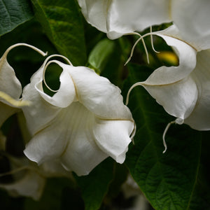 White Angel's Trumpet Greeting Card