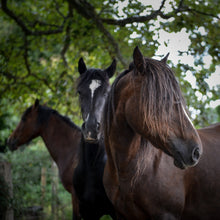 Load image into Gallery viewer, Three Horses, Wales, Framed