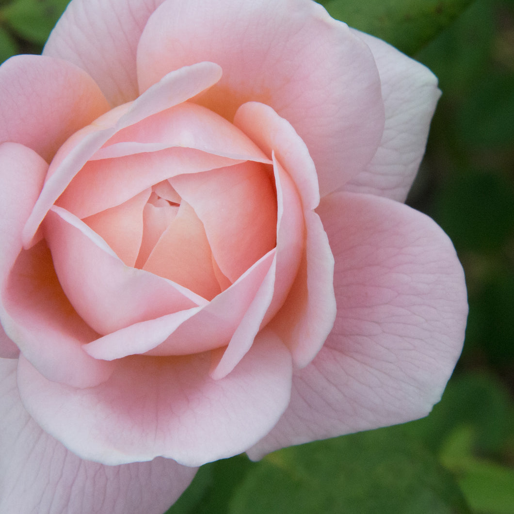 Pink Rose Unfolding
