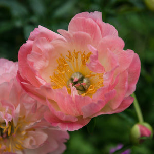 Iceland Poppy, Champagne Bubbles, 2