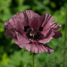 Load image into Gallery viewer, Plum Poppy, Framed