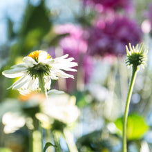 Load image into Gallery viewer, Pow Wow White Echinacea Greeting Card