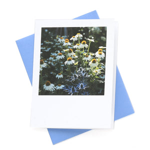 Echinacea Bloom Greeting Card