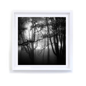 Napa Forest Fog, Framed