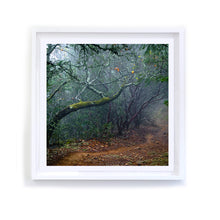Load image into Gallery viewer, Napa Trail, Framed