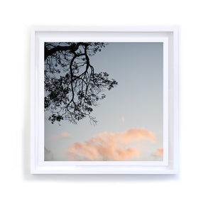 Oak Silhouette with Pink Clouds, Framed