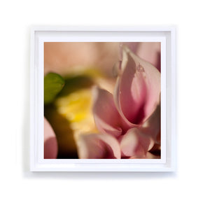 Pink Dahlia with Raindrop, Framed