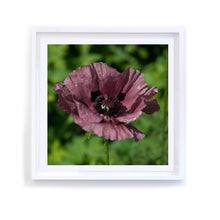Load image into Gallery viewer, Plum Poppy, Framed