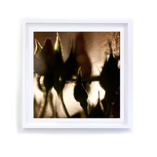 Load image into Gallery viewer, Rosebud Shadows, Framed