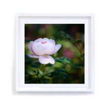 Load image into Gallery viewer, Standing Pink Rose, Framed