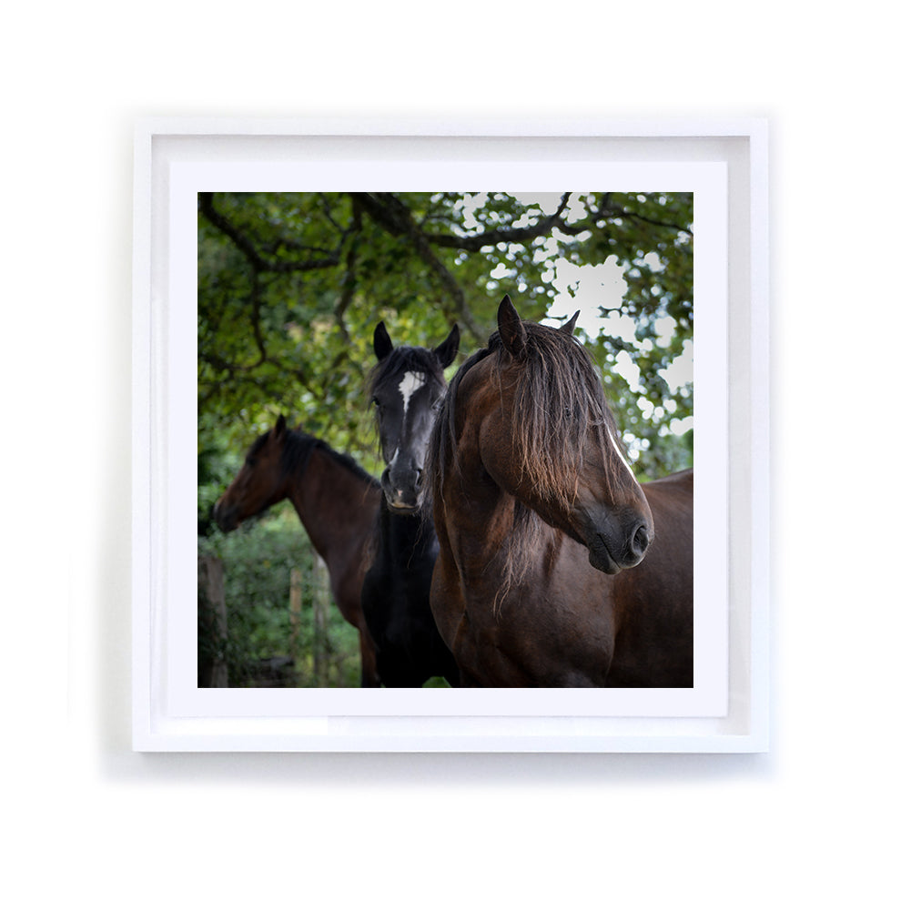 Three Horses, Wales, Framed