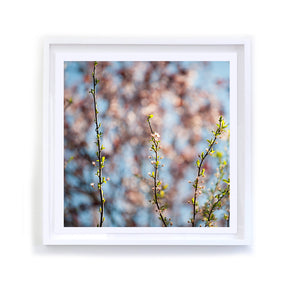Vertical Spring Branches, Framed
