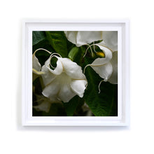 Load image into Gallery viewer, White Angel&#39;s Trumpet, Framed